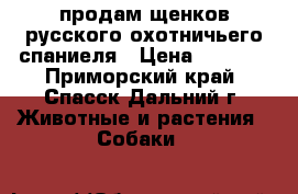 продам щенков русского охотничьего спаниеля › Цена ­ 2 000 - Приморский край, Спасск-Дальний г. Животные и растения » Собаки   